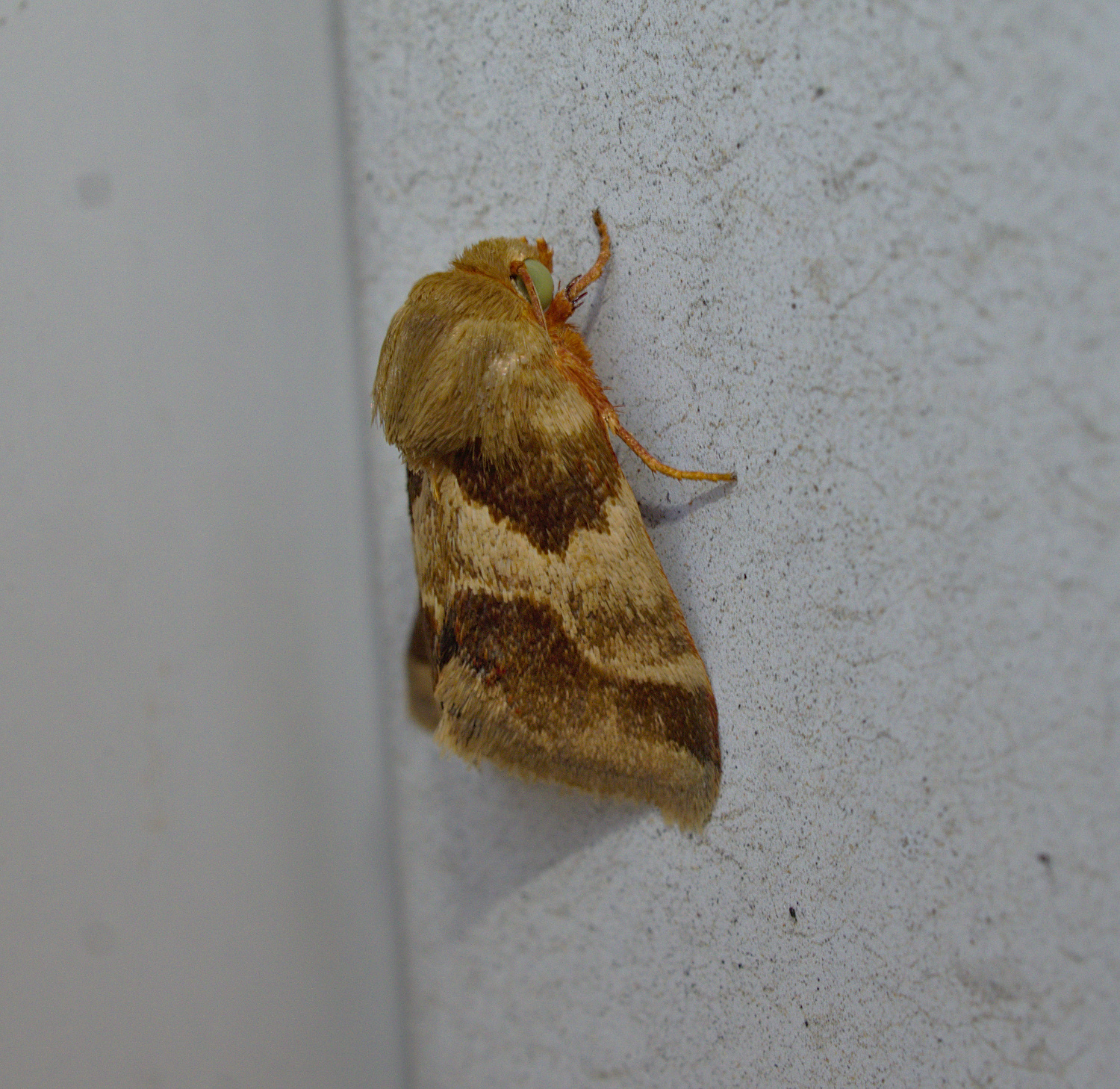 A good schinia_20200805.jpg